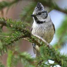 European Crested Tit