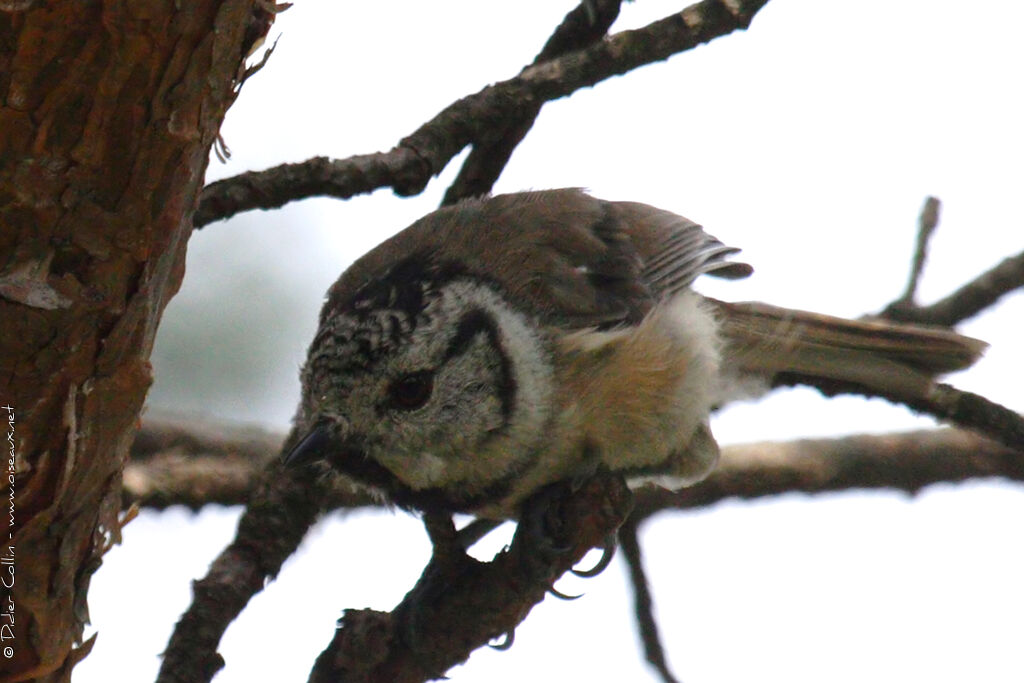 Mésange huppée