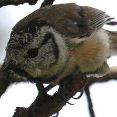 European Crested Tit