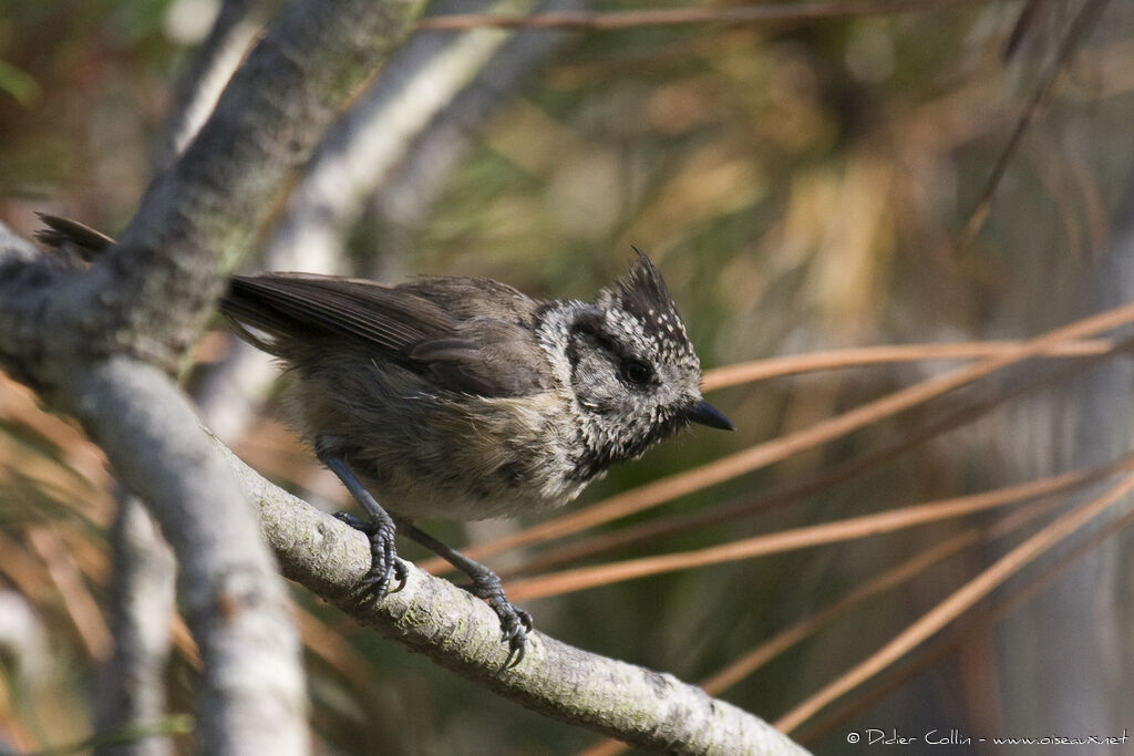 Mésange huppée