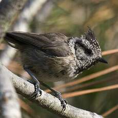 European Crested Tit