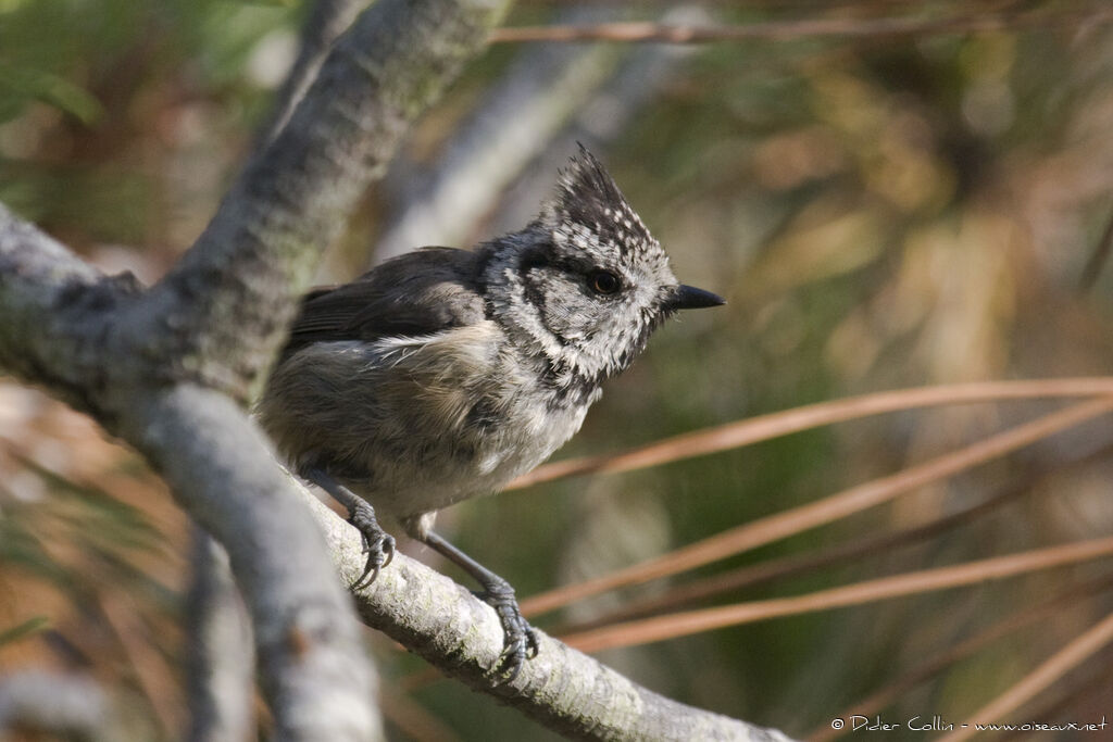 Mésange huppée, identification