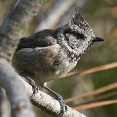 Mésange huppée