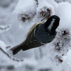 Coal Tit