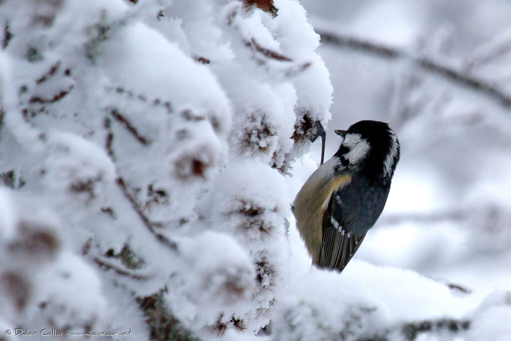 Coal Tit, identification