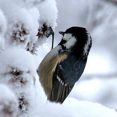 Coal Tit