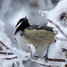 Coal Tit