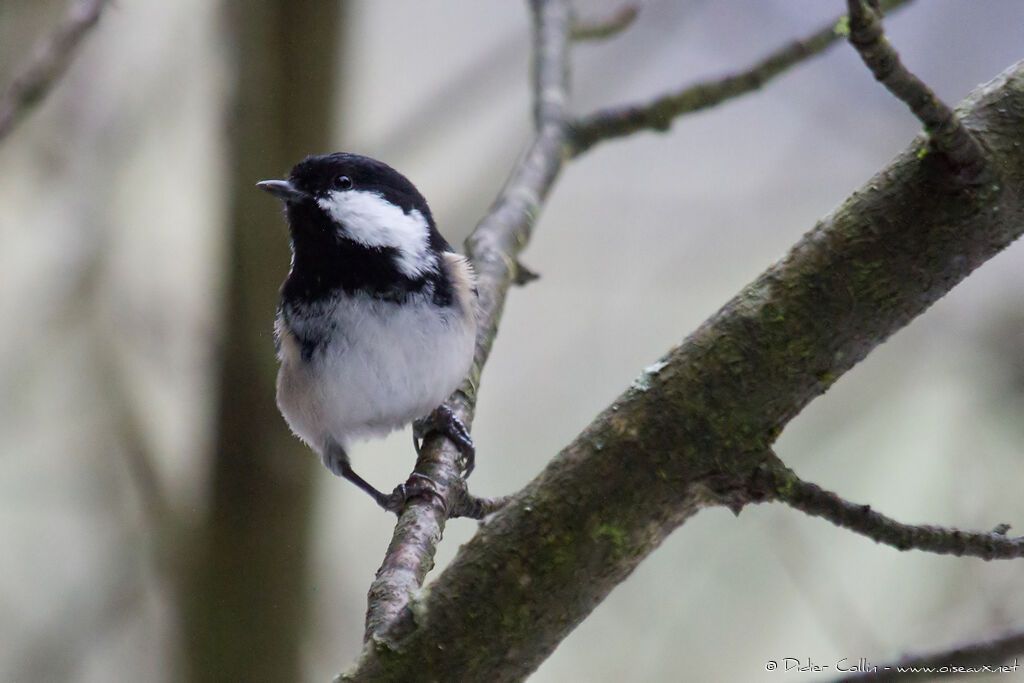 Mésange noire