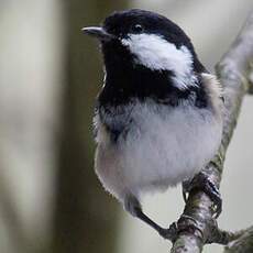 Coal Tit