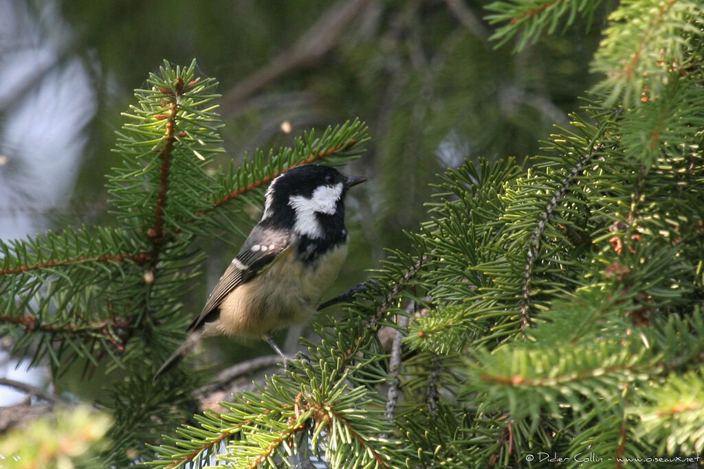 Mésange noireadulte, habitat