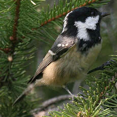 Coal Tit