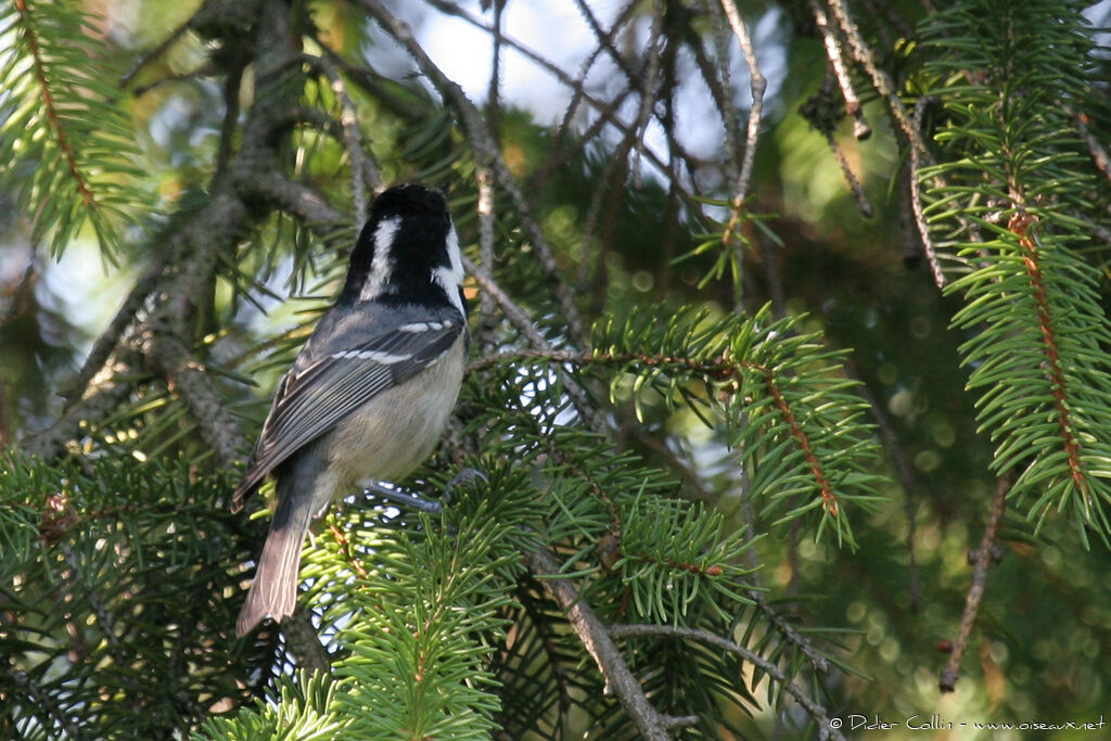 Mésange noire, composition