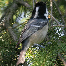 Coal Tit