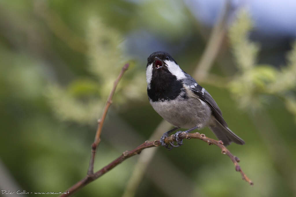 Mésange noireadulte, chant