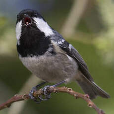 Coal Tit