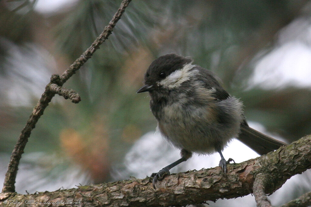 Mésange noire