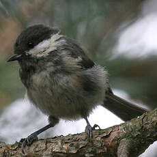 Coal Tit