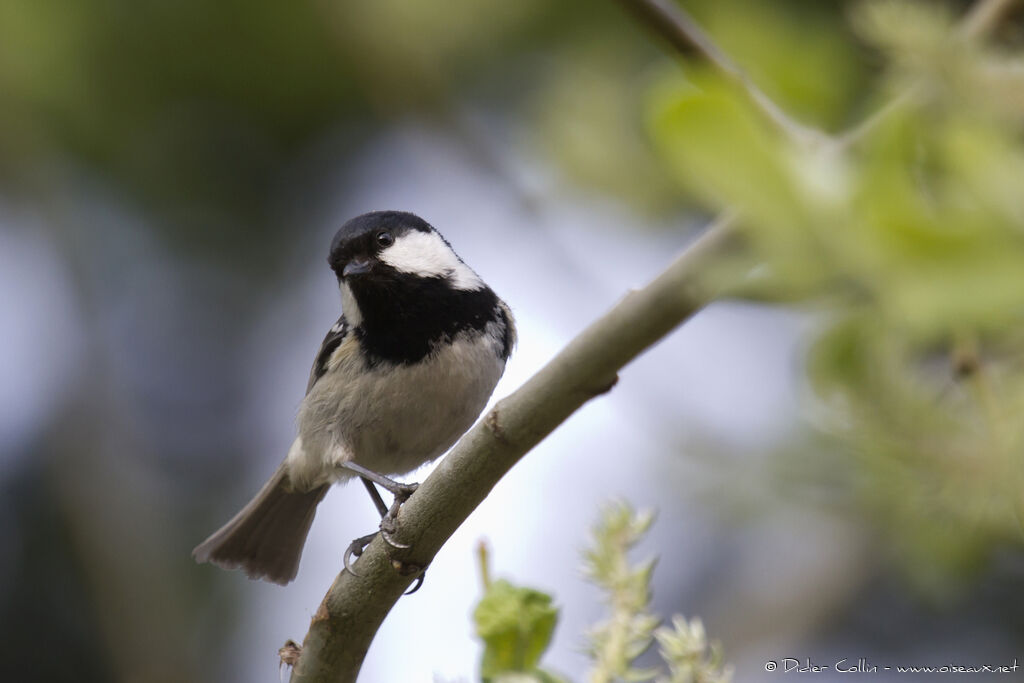 Mésange noireadulte