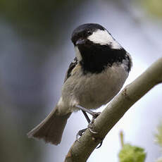 Coal Tit