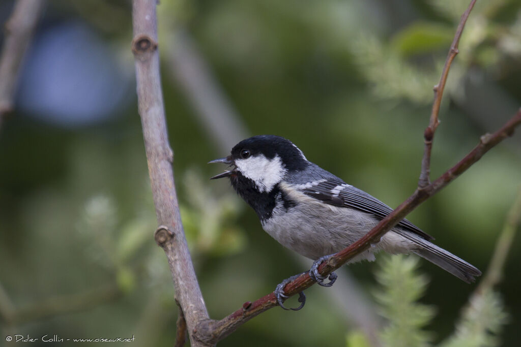 Mésange noireadulte, chant