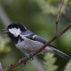 Coal Tit