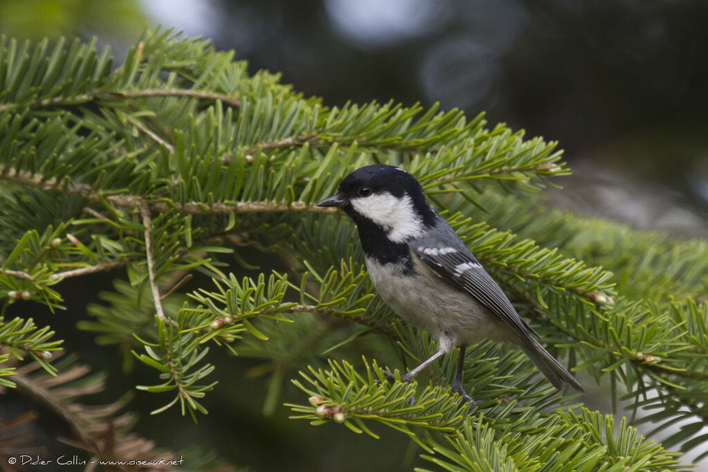 Mésange noireadulte, identification