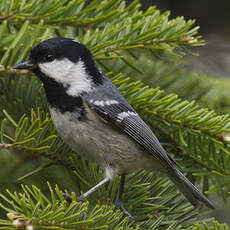 Coal Tit