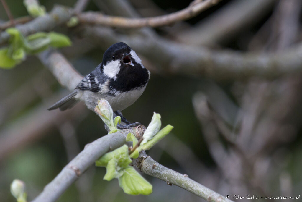 Mésange noireadulte