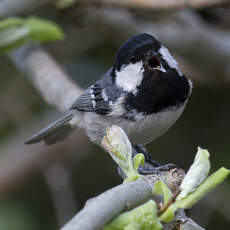 Coal Tit