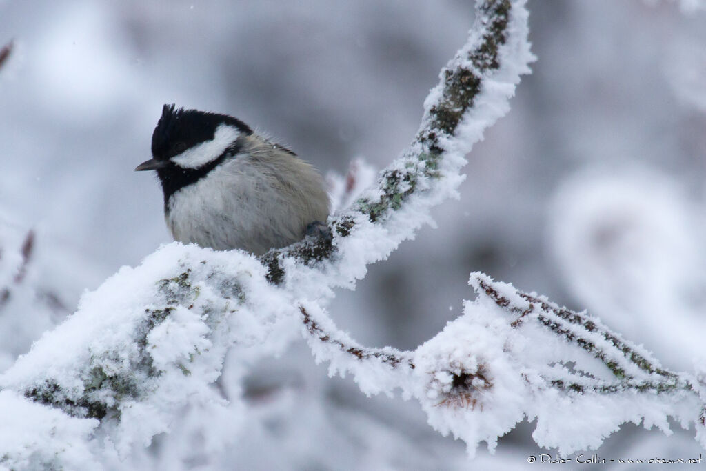 Coal Tit