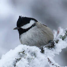 Coal Tit