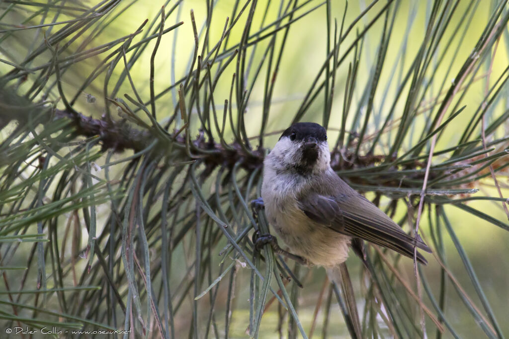 Mésange nonnette