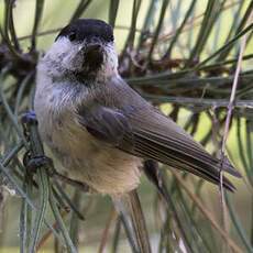 Marsh Tit