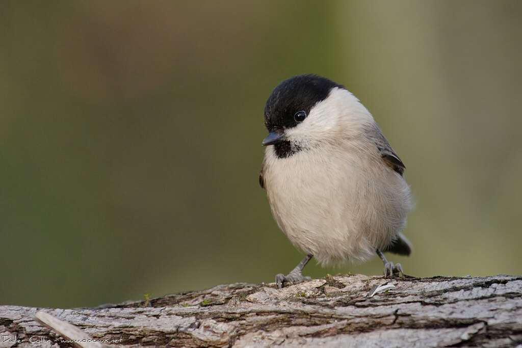 Mésange nonnetteadulte, portrait