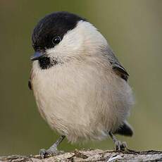 Marsh Tit