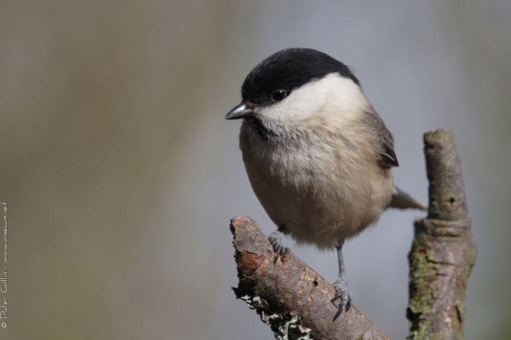 Marsh Tit