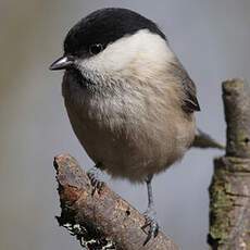 Marsh Tit