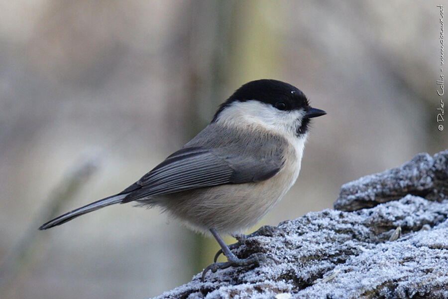 Marsh Tit