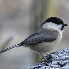 Marsh Tit