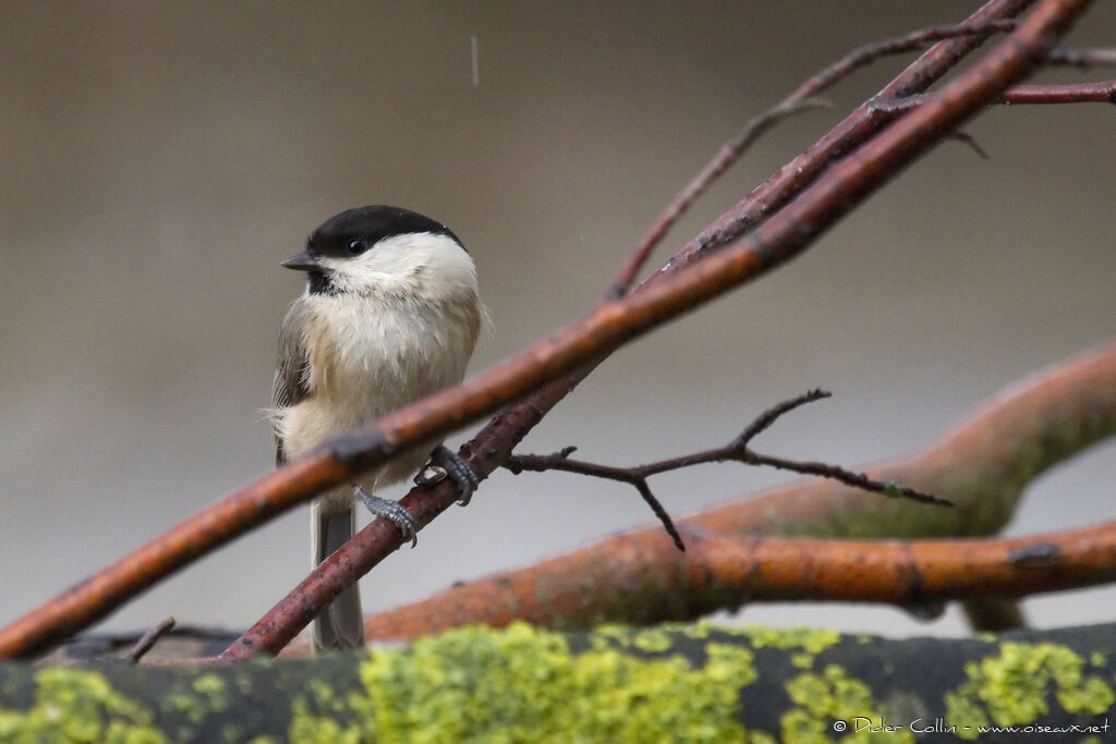 Mésange nonnette, identification