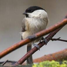 Marsh Tit