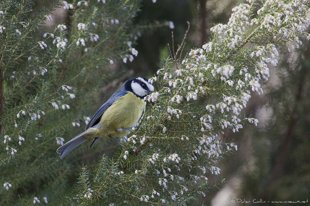 Mésange nord-africaineadulte, identification