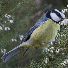 African Blue Tit