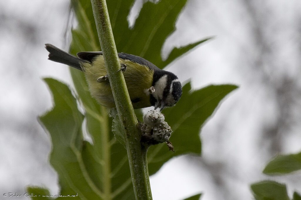 Mésange nord-africaineadulte, mange