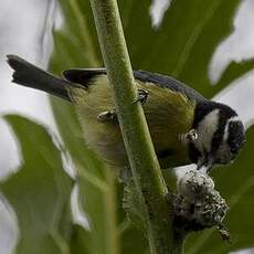 African Blue Tit