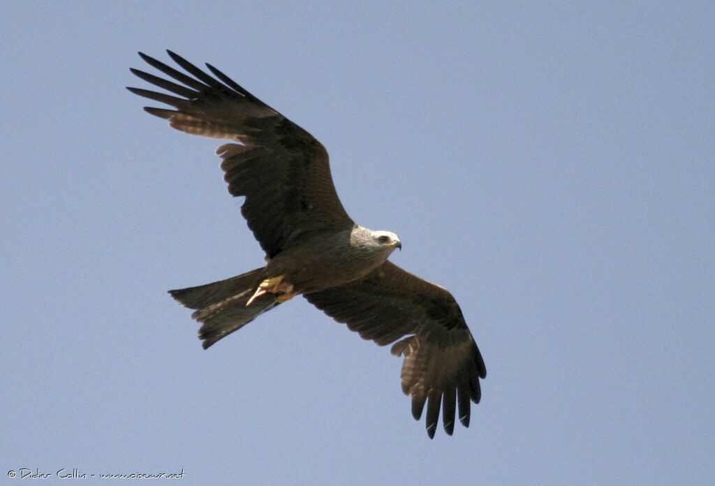 Black Kite, identification