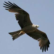 Black Kite