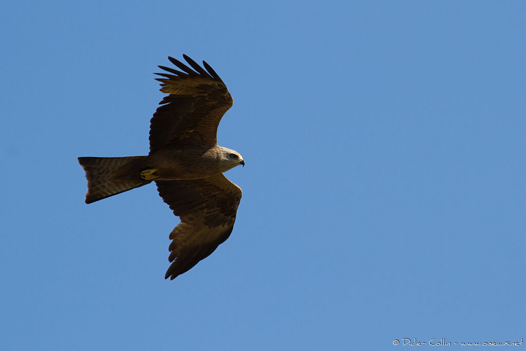 Black Kiteadult, Flight