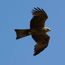 Black Kite