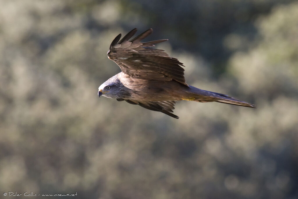 Black Kiteadult, identification